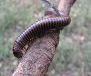 Chilopoda popularly known as centipedes and millipedes puzzle