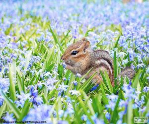 Chipmunk puzzle