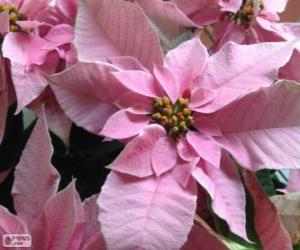 Christmas flower, pink puzzle