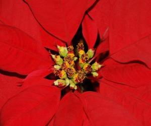 Christmas flower - Poinsettia puzzle