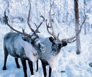 Christmas Reindeer in the forest puzzle