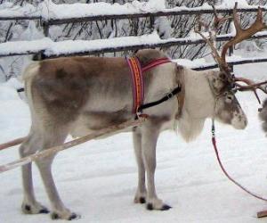 Christmas reindeer pulling a sleigh puzzle