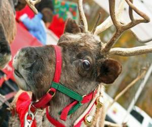 Christmas reindeer with a collar with jingle bells puzzle