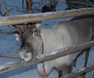 Christmas reindeer puzzle