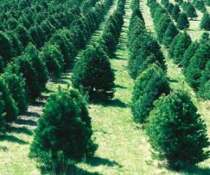 Christmas tree farm puzzle