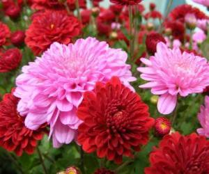 Chrysanthemums puzzle