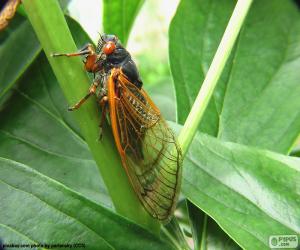 Cicada puzzle