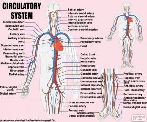 Circulatory system (English) puzzle