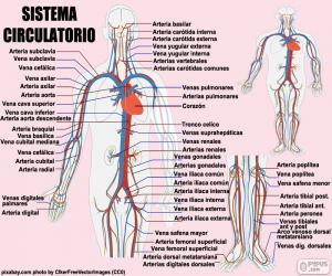 Circulatory system (Spanish) puzzle