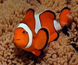 Clownfish puzzle