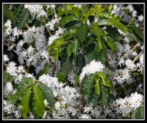 Coffee flower puzzle