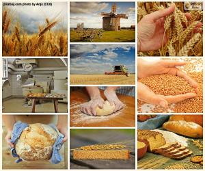 Collage of bread puzzle