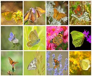 Collage of butterflies puzzle