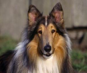 Collie with long hair tricolor puzzle