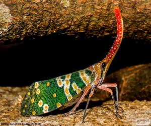 Colourful cicada puzzle