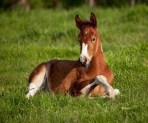 Colt resting puzzle