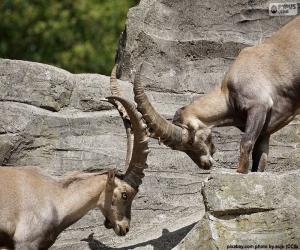 Combat between two Alpine ibex puzzle