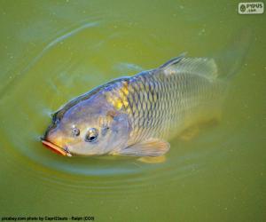 Common carp puzzle