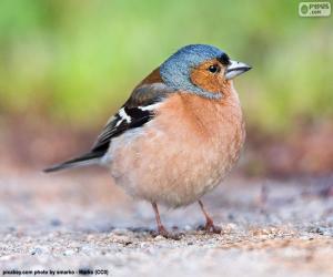 Common chaffinch puzzle