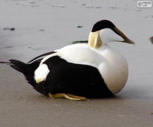 Common Eider puzzle