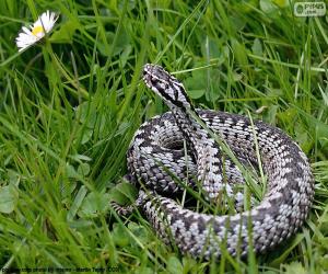 Common European viper puzzle