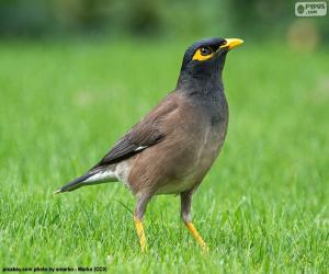 Common myna puzzle