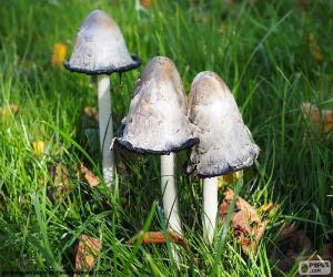 Coprinus comatus puzzle