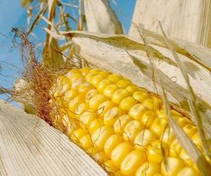 Corn cob puzzle