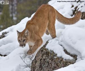 Cougar, mountain lion walking puzzle