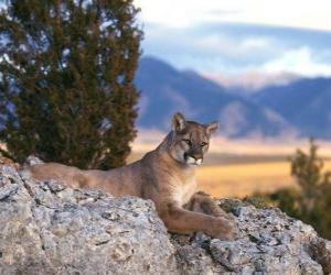 Cougar, puma, mountain lion, catamount or panther, a great solitary feline puzzle