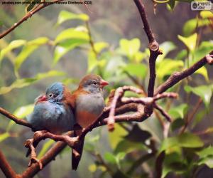 Couple of birds puzzle