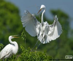 Couple of great egret puzzle