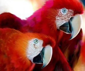 Couple of parrots puzzle