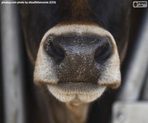 Cow's snout puzzle