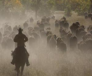 Cowboy leading a flock puzzle