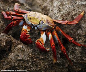 Crab of the Galapagos Islands puzzle