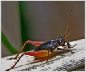 Cricket on a branch puzzle