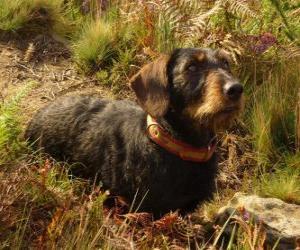 Dachshund puzzle