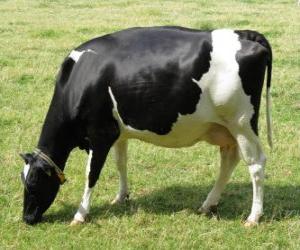 Dairy cow grazing puzzle