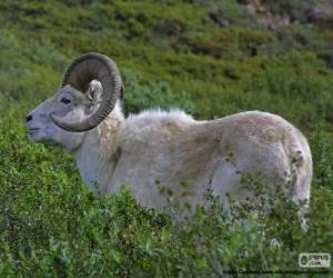 Dall sheep (male) puzzle