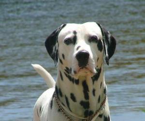 Dalmatian dog with its skin covered in spots puzzle