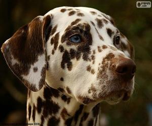 Dalmatian head puzzle