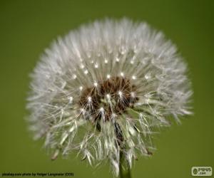 Dandelion flower puzzle