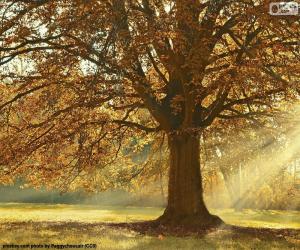 Deciduous tree in autumn puzzle