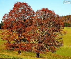 Deciduous trees puzzle