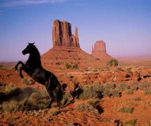 Desert black horse puzzle
