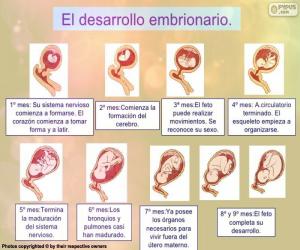 Development of the fetus (Spanish) puzzle