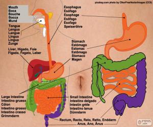 Digestive system puzzle