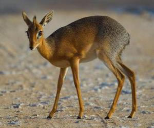 Dik-dik puzzle