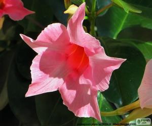 Dipladenia pink flower puzzle